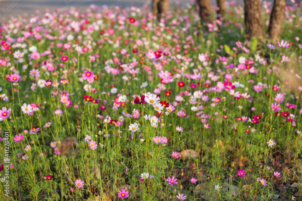 cosmos flowers in the flower garden with sunset