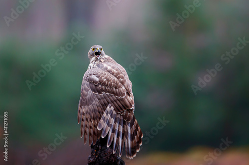 Northern goshawk (accipiter gentilis) shouting in the forest of Noord Brabant in the Netherlands