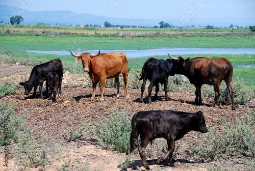 oxen and cows grazing on a green meadow near a lake