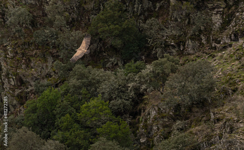 Adult vulture flying and searching for food in an area with waterfalls and full of fauna and flora.