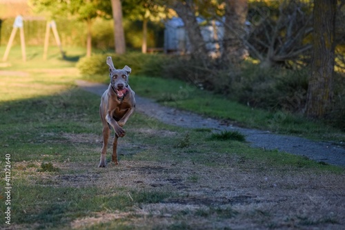 running of Weimaraner hunting dog