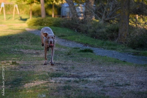 running of Weimaraner hunting dog
