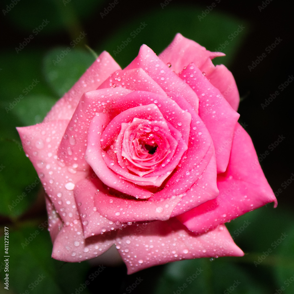 beautiful pink rose flower with water drops beautiful pink rose flower with water drops