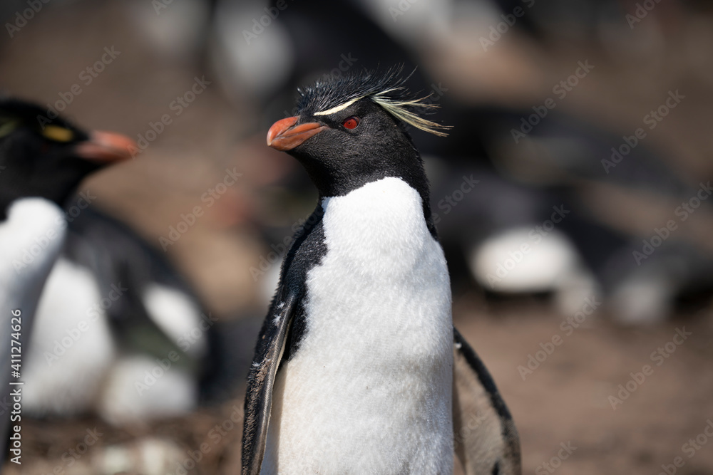 Naklejka premium The Rockhopper Penguin (Eudyptes chrysocome)