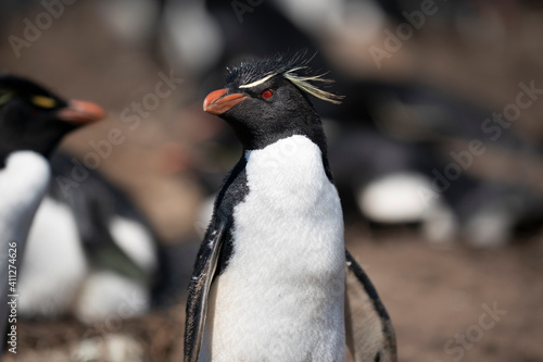 The Rockhopper Penguin (Eudyptes chrysocome)