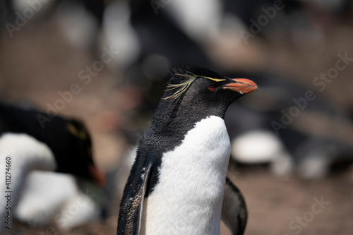 The Rockhopper Penguin  Eudyptes chrysocome 