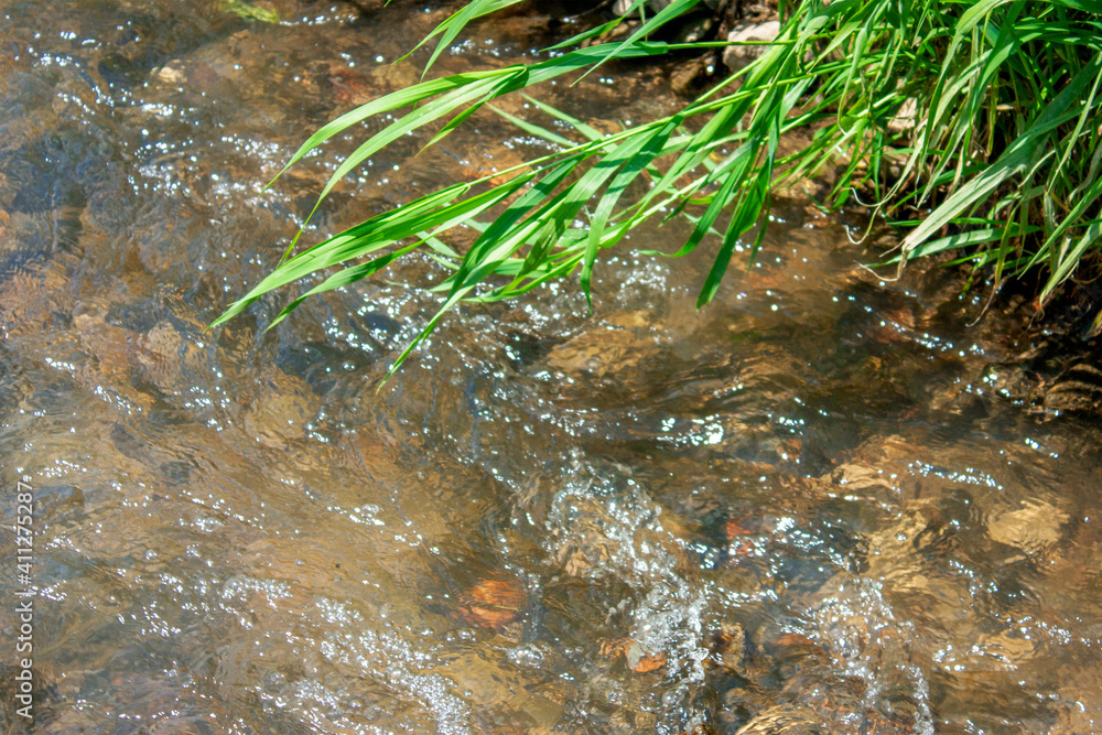 Green grass hangs over the surface of the water. Fast flow of the river on a sunny summer day. Grass on the river bank close-up. Green grass hangs over the surface of the water. Fast flow of the river on a sunny summer day. Grass on the river bank close-up.
