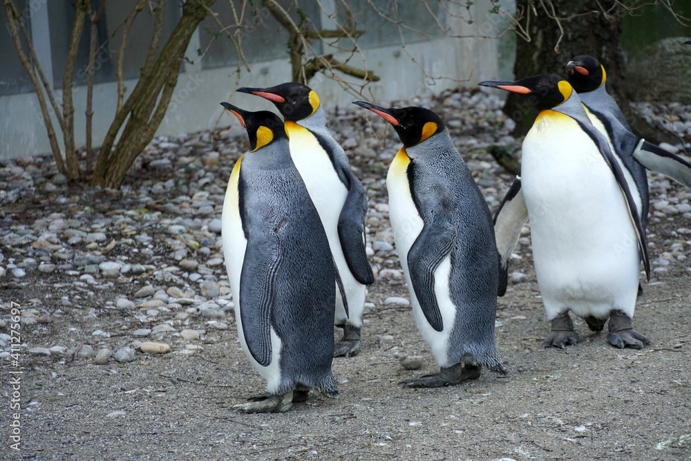 Fototapeta premium King penguins all looking in the same direction. Birds are called Aptenodytes patagonicus in Latin. They live in captivity and walk around their enclosure and keep always together.