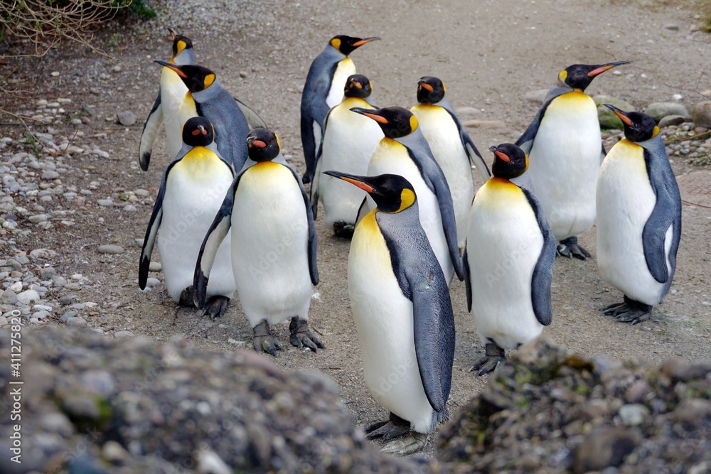Fototapeta premium King penguin living in flock in captivity close up. Birds are called Aptenodytes patagonicus in Latin. They are walking around their enclosure keeping always in a group.