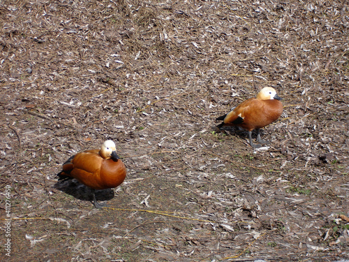 Ruddy Shelduck, or red duck on the ground