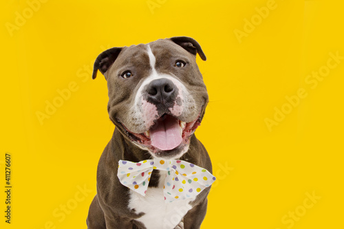Happy American bully dog wearing a multicolores bow tie. . Isolated on yellow background. photo