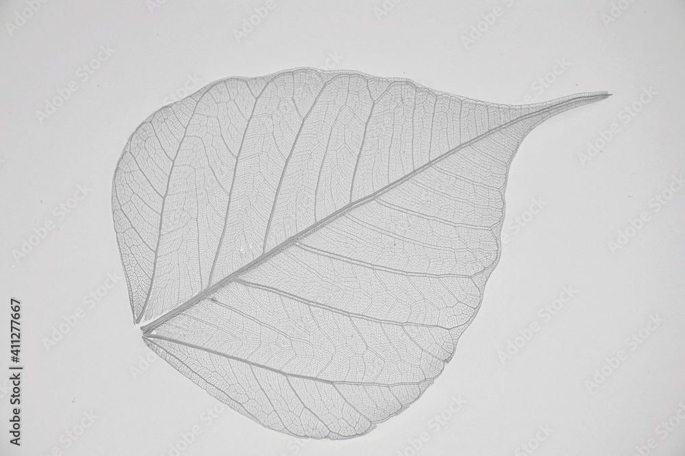 Obraz premium Leaf black and white background texture