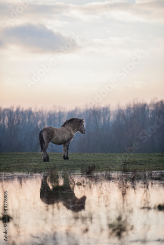 Fototapeta Naklejka Na Ścianę i Meble -  reflection of a horse
