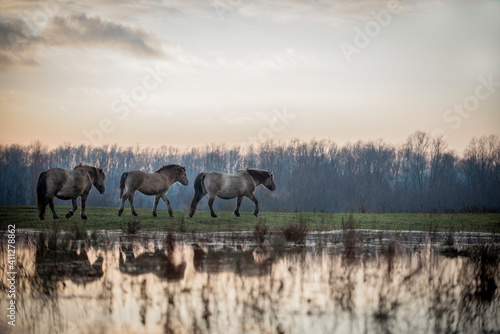 Reflections of horses