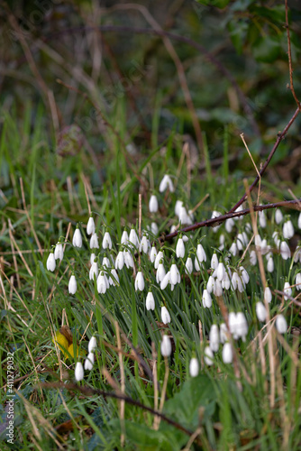 Spring snowdrops flowers in the forest Cornwall  © Peter
