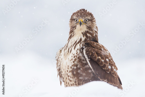 Common buzzard (Buteo buteo) in the fields in winter snow, buzzards fighting for food in natural habitat, hawk bird on the ground, predatory bird close up winter bird