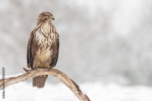 Cuadro en lienzo Common buzzard (Buteo buteo) in the fields in winter snow, buzzards fighting for