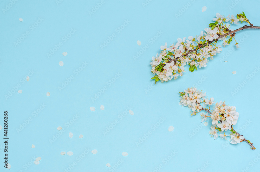 Blooming cherry branch with white flowers on a blue background. Seasonality concept, spring. Flat lay, copy space, space for text. View from above.