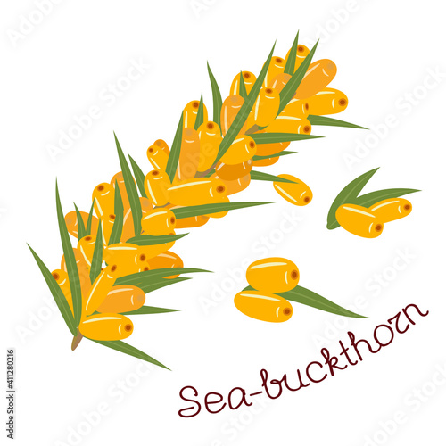 A branch of ripe sea buckthorn with berries, leaves and a signature with the name of the plant. Vector illustration isolated on a white background.