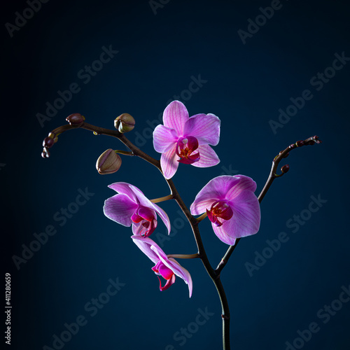 Pink Orchid