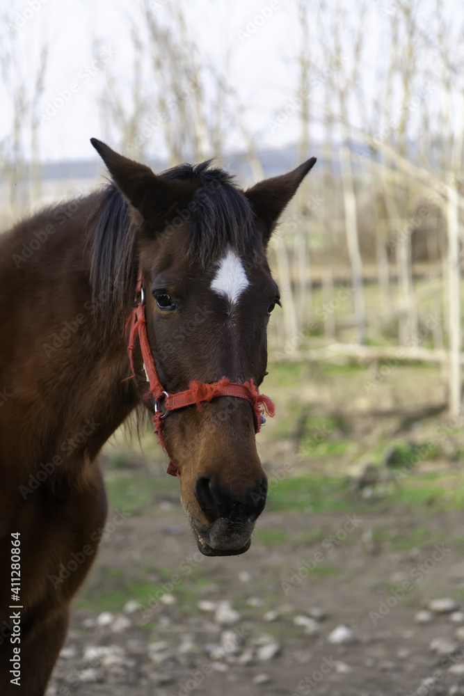 Naklejka premium Horse in stable
