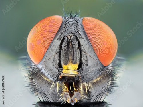 Extreme sharp and detailed macro portrait of fly microskopy stack © Sebastian