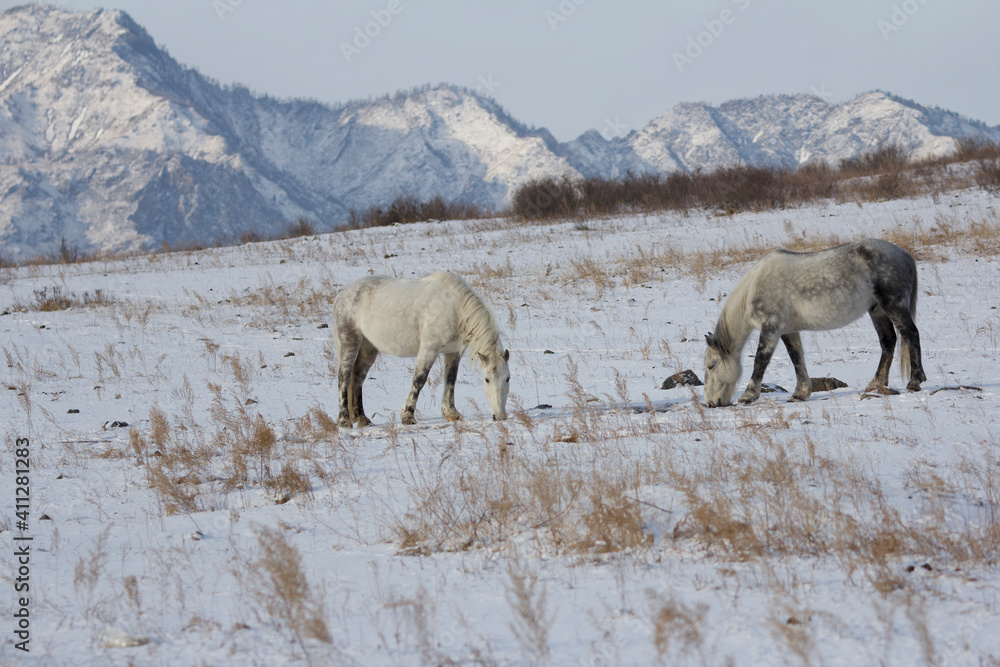 Horses in the mountains in winter time Horses in the mountains in winter time