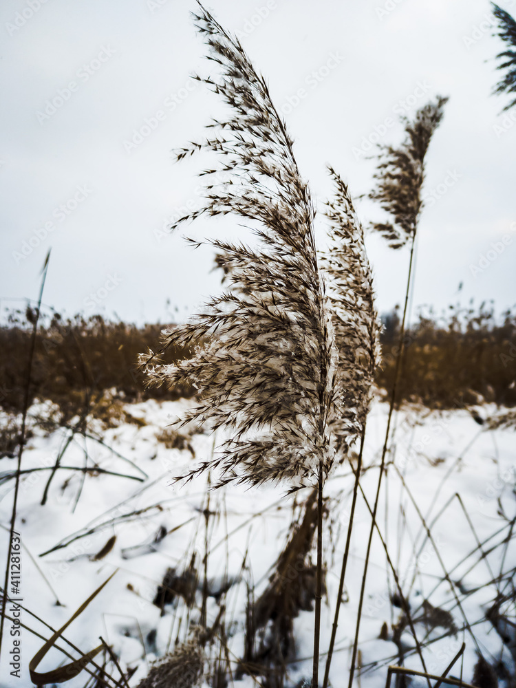 reeds in the snow reeds in the snow