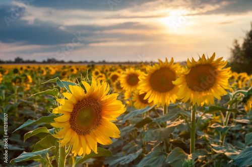 Agricultural summer landscape with sunflowers
