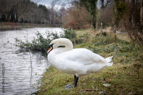 swan on the lake