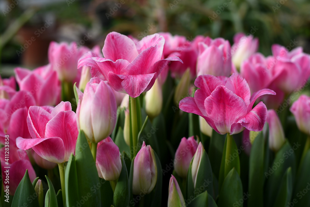 Group of white pink tulips in the greenhouse