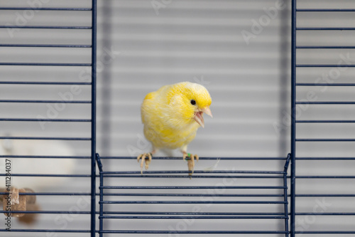 The yellow canary wants to get out of the cage 