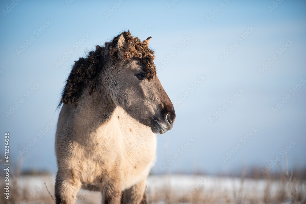 Wild konik horse