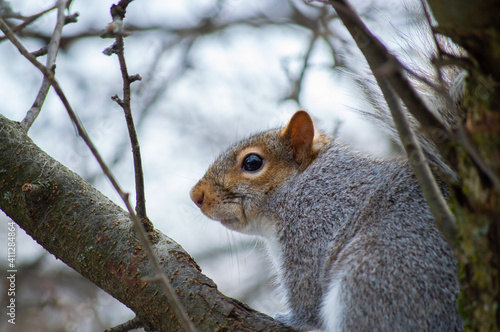 Squirrel in a tree © Photogenic Potato