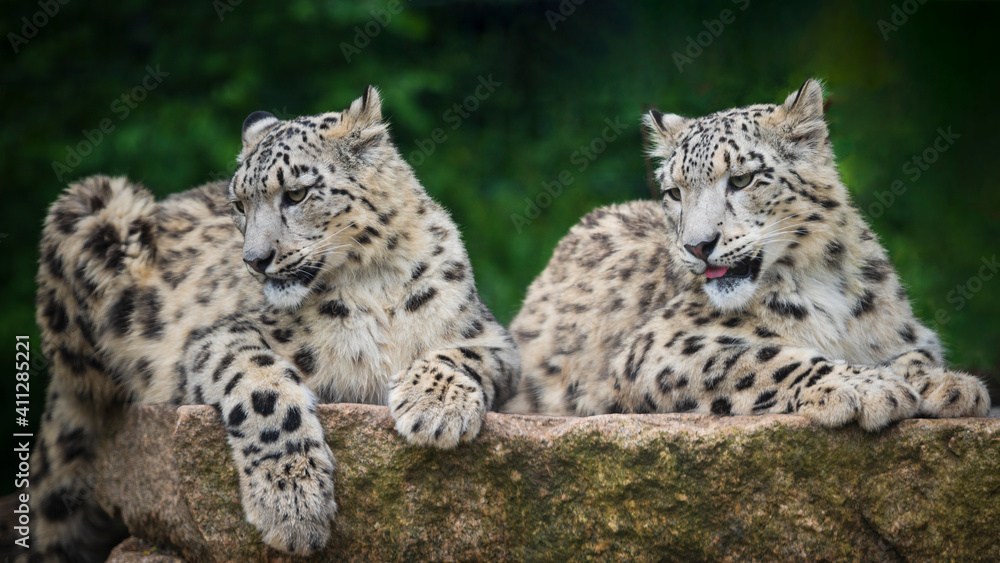 Fototapeta premium The snow leopard inhabits the high mountains of Central Asia