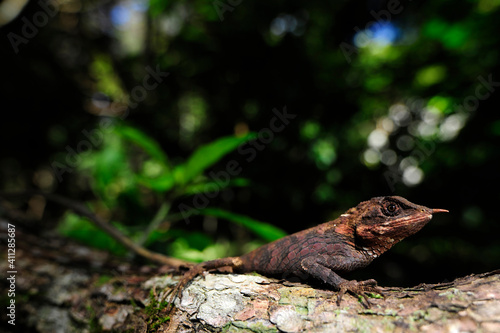 Rhino-horned lizard // Stachelnasen-Agame, Hornagame (Ceratophora stoddartii) female / Weibchen - Horton Plains National Park, Sri Lanka photo