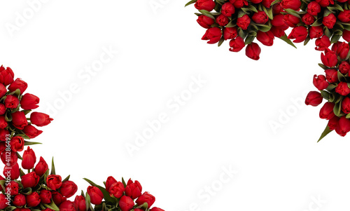 tulip red  flower rose border on white background