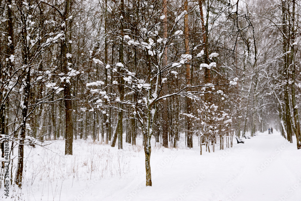 Fototapeta premium Trees in a city park covered with snow. The path in the park is covered with snow.