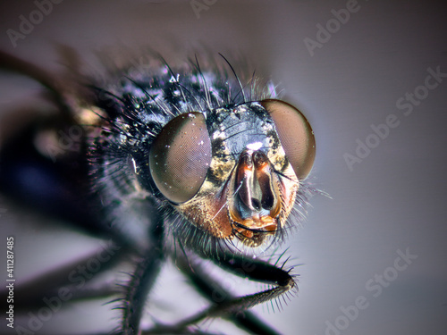 macro of a fly © Alvaro