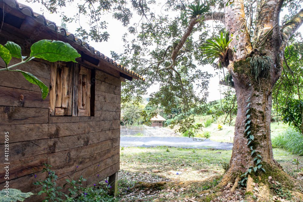 shack in the forest shack in the forest