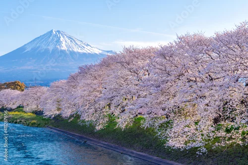 Obraz Mountain Fuji and sakura cherry blossom in Japan spring season