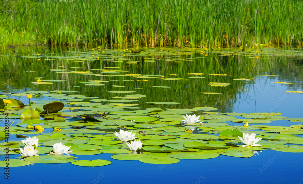 summer river with white water lilies floating on a water, summer outdoor background summer river with white water lilies floating on a water, summer outdoor background