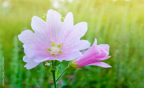 closeup wild prairie flowers in a grass, summer outdoor background © Yuriy Kulik