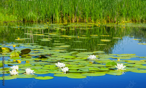 summer river with white water lilies floating on a water, summer outdoor background