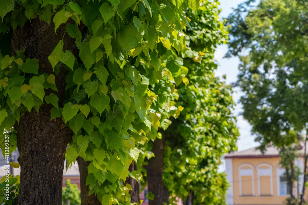 Linden tree with green leaves in a city park in summer