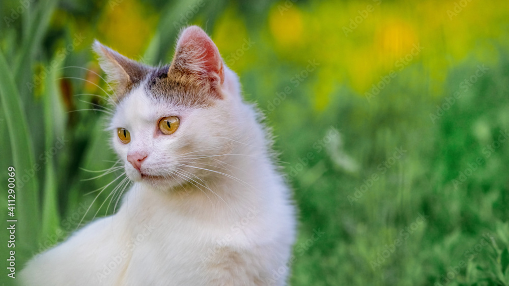 White spotted cat in the garden on a background of green grass, copy space