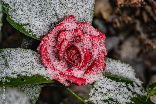 Winterrose photo