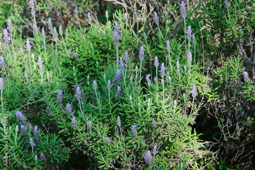 lavender flowers in the garden