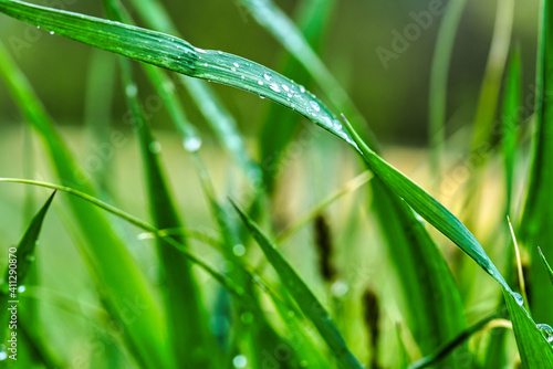 grass with water drops close up