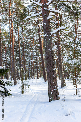 Ski tracks leading to winter wonderland in Kallvik, Helsinki, Finland.